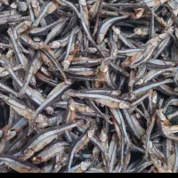 خریدار کاشه خشک و مومخ رو طور و غیره