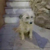 واگذاری رایگان سگ|سگ|رودهن, |دیوار