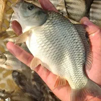 بچه ماهی کپور بشقابی