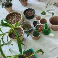 گل و گیاه طبیعی