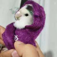 طوطی برزیلی (توضیحات آگهی)|پرنده|بوکان, |دیوار