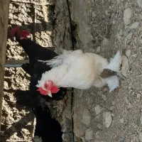 مرغ و خروس سلطان