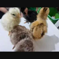 جوجه