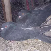 کبوتر  زاغ چشم زرد