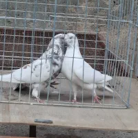 کبوتر پرشی|پرنده|خمینی‌شهر, |دیوار