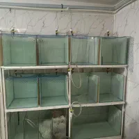 فروش تعدادی اکواریوم سالنی