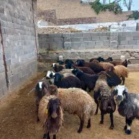 بره گوسفنده چاق همراه با قصاب