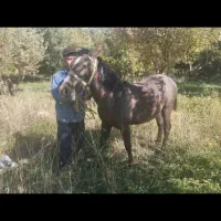 اسب مادیان سرو دم گیر