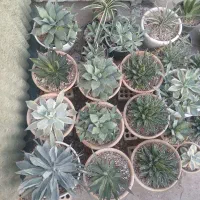 گل وگیاه|گل و گیاه طبیعی|مسجد سلیمان, |دیوار