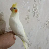 عروس هلندی سرلاکی