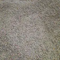 عدس