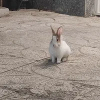 خرگوش
