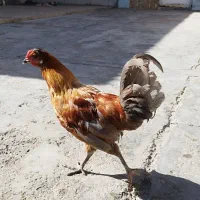 خروس 350|حیوانات مزرعه|امیدیه, |دیوار