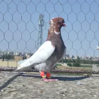 کبوترصید سرخدم سفید زاغدم سفید کله سرخ ابلغ افغانی