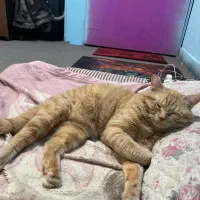 گربه گمشده|حیوانات|کرمان, |دیوار