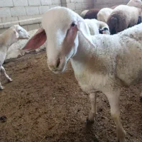 بره لاکن بره سال رومانوف وبره هترو|حیوانات مزرعه|کرج, خرمدشت|دیوار