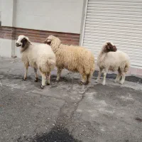 فروش بره چاق