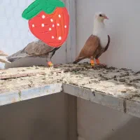 کبوتر کلاغ کاکلی نر جون