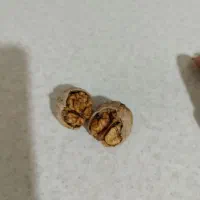 گردو