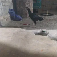 ماکیان لاری