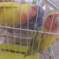 طوطی برزیلی جفت رام و دستی