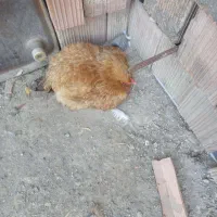 مرغ برهما پاپر کورچ