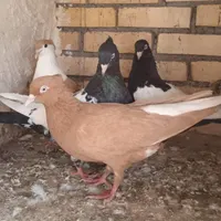 ماده رنگی