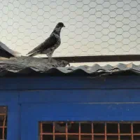 ۱۵تا کفتر جنس خوب|پرنده|کهریزک, |دیوار