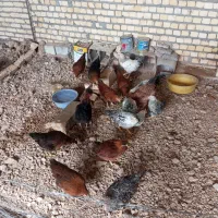 مرغ و خروس دمتخم