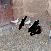 کبوتر|پرنده|قم, ولیعصر|دیوار