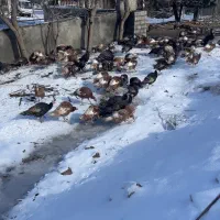 بوقلمون محلی|حیوانات مزرعه|مریوان, |دیوار