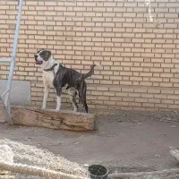 سگ ماده الابای اصیل