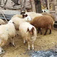 میش فروشی