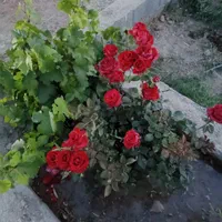 چهار دیواری ۸۰۰ متری روستای تمیارت|فروش دفتر صنعتی، کشاورزی، تجاری|اصفهان, براآن شمالی|دیوار