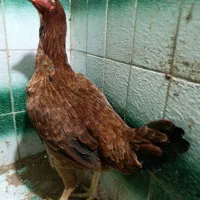 مرغ لاری کرکشو