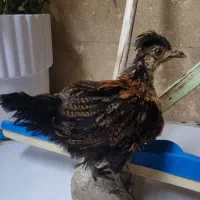 جوجه مرغ۶ماهه
