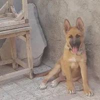 توله سگ نژاد ژرمن ومالینویز