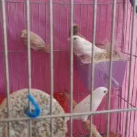 دو جفت فنچ بنگالی