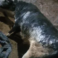 گاو نر بلژیکی