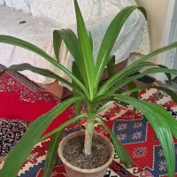 فروش گل طبیعی|گل و گیاه طبیعی|شیراز, تندگویان|دیوار