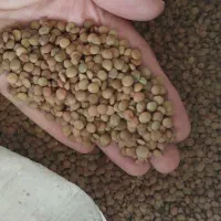 عدس محلی ریز