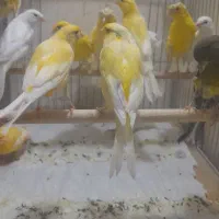 قناری. درشت وتنه دار|پرنده|قم, نیروگاه|دیوار