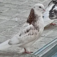 کبوتر جوجه پرشی شازده سرور
