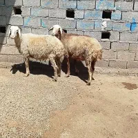 گوسفندابستن