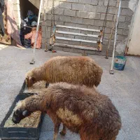 گوسفندیابره