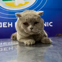 نر اسکاتیش فولد رنگ لیلاک یک و نیم ساله|گربه|اهواز, کیانپارس |دیوار