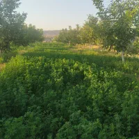 فروش باغ گردو 5700 متری|فروش دفتر صنعتی، کشاورزی، تجاری|شاهین دژ, |دیوار