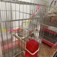 عروس هلندی آلببنوسفیدپروانه ای|پرنده|مرودشت, ده بید|دیوار