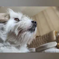 سگ گمشده مژدگانی ۴ ملیون سیاهکل توتکی
