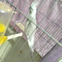 عروس هلندی|پرنده|اسفراین, |دیوار